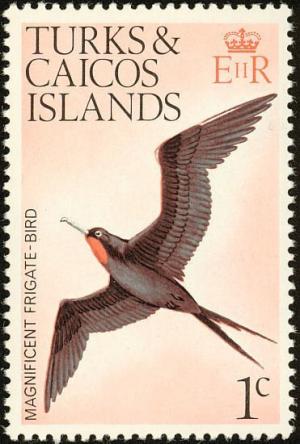 Colnect-3991-029-Magnificent-Frigatebird-Fregata-Magnificens.jpg