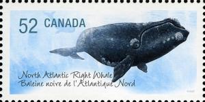 Colnect-767-250-North-Atlantic-Right-Whale-Eubalaena-glacialis.jpg