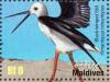 Colnect-1631-458-Black-winged-Stilt-nbsp-Himantopus-himantopus.jpg