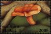 Colnect-2607-008-Peck-s-Milk-Cap-Lactarius-peckii.jpg