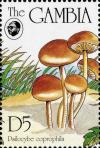 Colnect-3061-972-Psilocybe-coprophila.jpg