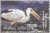 Colnect-3395-666-Asian-Openbill-nbsp-Anastomus-oscitans.jpg