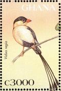 Colnect-1718-854-Shaft-tailed-Whydah-Vidua-regia.jpg