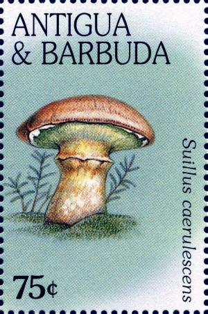 Colnect-2025-698-Suillus-caerulescens.jpg