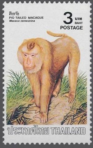 Colnect-2521-766-Southern-Pig-tailed-Macaque-Macaca-nemestrina.jpg