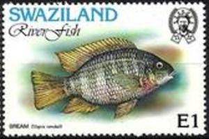 Colnect-2967-259-Congo-Tilapia-Tilapia-rendalli.jpg