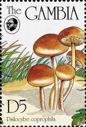 Colnect-3061-972-Psilocybe-coprophila.jpg