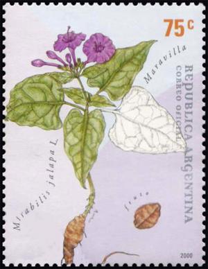 Colnect-3111-778-Maravilla-Mirabilis-jalapa.jpg