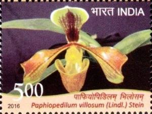 Colnect-3501-790-Paphiopedilum-villosum-Lindl-Stein.jpg