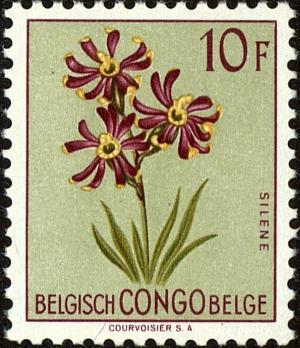 Colnect-3941-158-Silene-burchellii.jpg