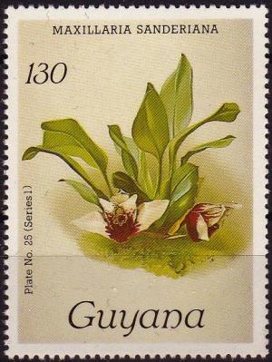 Colnect-3977-395-Maxillaria-sanderiana.jpg