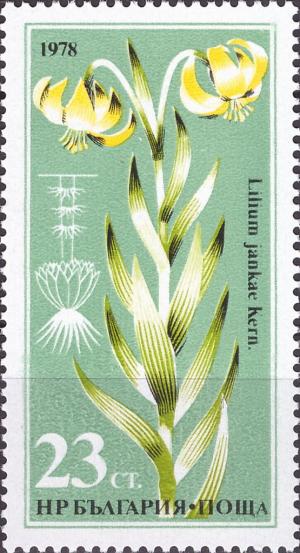 Colnect-4209-176-Lilium-jankae-kern.jpg