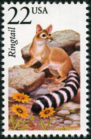 Colnect-4848-572-Ringtail-Bassariscus-astutus.jpg