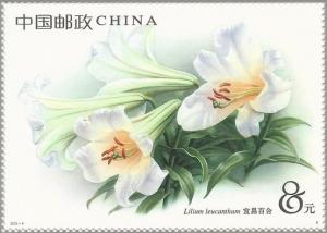 Colnect-4892-885-Lilium-leucanthum.jpg