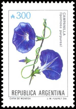 Colnect-4982-857-Campanilla-Ipomoea-purpurea.jpg