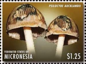 Colnect-5812-279-Psilocybe-aucklandii.jpg