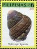 Colnect-2889-244-Land-Snail-Helicostyla-lignaria.jpg