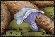 Colnect-2607-007-Indigo-Milk-Cap-Lactarius-indigo.jpg