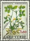 Colnect-1261-708-Amendoim-Arachis-hypogaea-L.jpg