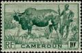 Colnect-582-299-Zebu-Bos-primigenius-indicus-Herdsman.jpg