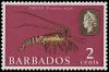 Colnect-1497-082-Caribbean-Spiny-Lobster-Panulirus-argus.jpg