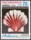 Colnect-2757-544-Japanese-Baking-Scallop-Pecten-laqueatus.jpg