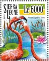 Colnect-3566-031-American-Flamingo%C2%A0-%C2%A0Phoenicopterus-ruber.jpg