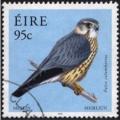 Colnect-1113-452-Merlin-Falco-columbarius.jpg