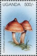 Colnect-1712-468-Cortinarius-cinnabarinus.jpg