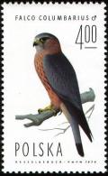 Colnect-1989-664-Merlin-Falco-columbarius.jpg