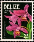 Colnect-2229-600-Guarianthe-bowringiana-synCattleya-bowringiana.jpg