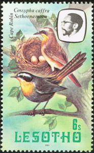 Colnect-745-209-Cape-Robin-Chat-Cossypha-caffra.jpg