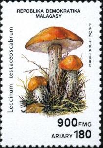 Colnect-2165-304-Leccinum-testaceoscabrum.jpg