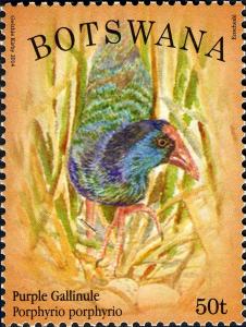 Colnect-2260-969-Purple-Gallinule-Porphyrula-martinica.jpg