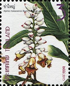 Colnect-5984-160-Malacca-Alpinia---Alpinia-malaccensis.jpg