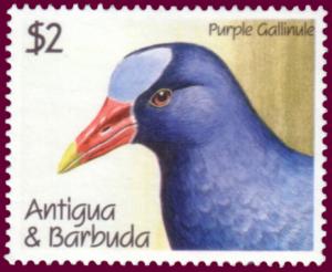 Colnect-1462-670-Purple-Gallinule-Porphyrula-martinica.jpg