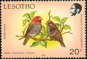 Colnect-1725-553-Red-headed-Finch-Amadina-erythrocephala.jpg