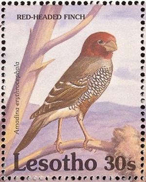 Colnect-1725-569-Red-headed-Finch-Amadina-erythrocephala.jpg