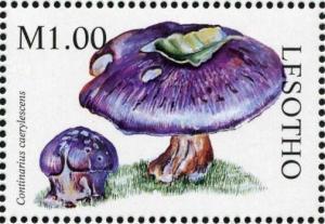 Colnect-1736-202-Cortinarius-caerylescens.jpg