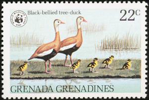 Colnect-2193-321-Black-bellied-Whistling-Duck-nbsp-Dendrocygna-autumnalis.jpg