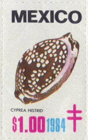 Colnect-2207-051-Harlequin-cowry-Cyprea-histrio.jpg