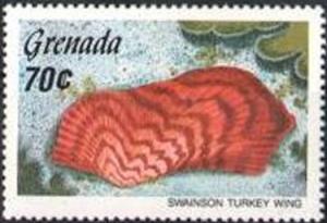 Colnect-2413-208-Turkey-Wing-Ark-Clam-Arca-zebra.jpg