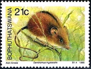 Colnect-2418-914-Chestnut-Climbing-Mouse-Dendromus-mystacalis.jpg