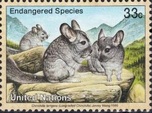 Colnect-2521-461-Long-tailed-Chinchilla-Chinchilla-lanigera-.jpg