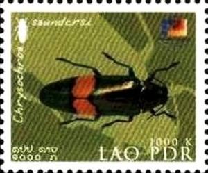 Colnect-2541-500-Metallic-Wood-Boring-Beetle-Chrysochroa-saundersi.jpg