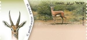 Colnect-2668-639-Arava-Valley-Mountain-Gazelle-Gazella-gazella-acaciae-.jpg