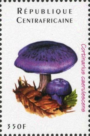 Colnect-3012-790-Cortinarius-caerulescens.jpg