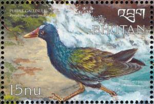 Colnect-3385-955-Purple-Gallinule-Porphyrula-martinica.jpg