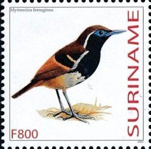 Colnect-3829-899-Myrmoderus-ferrugineus-Ferruginous-backed-Antbird.jpg