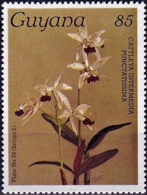 Colnect-4163-227-Cattleya-intermedia-punctatissima.jpg